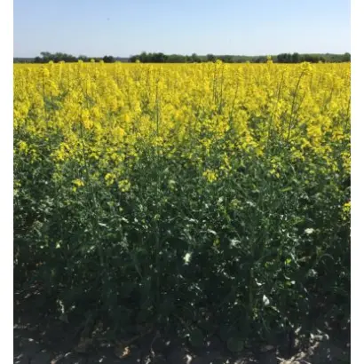 Caramino CL / Караміно КЛ