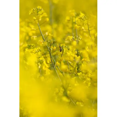 Cleopatra / Клеопатра