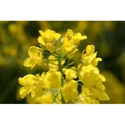 Jerome / Джером