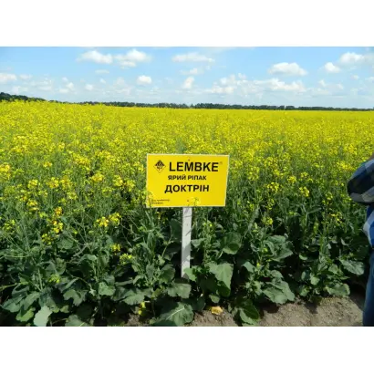 DOKTRIN / ДОКТРІН