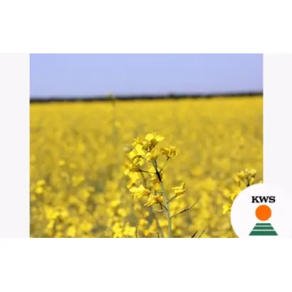 Клитынный 8 / Клітинний 8