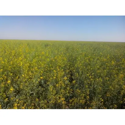 Osorno / Озорно