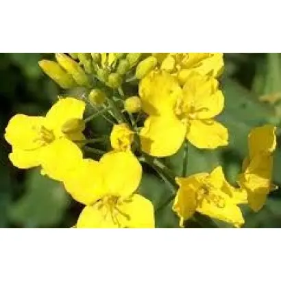 PR46H75 / ПР46Х75