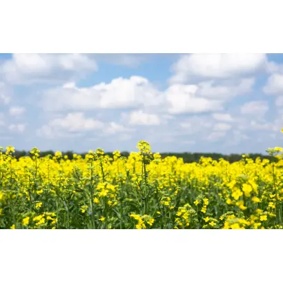 RGS 003/Sary/ / РГС 003/Сари/