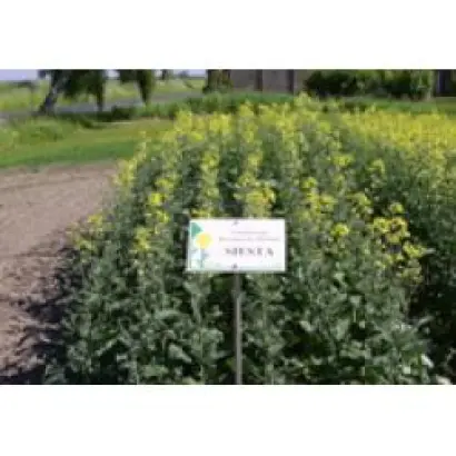 Siecta F1 / Сієста F1