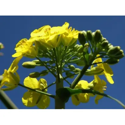 SMILLA / СМІЛЛА