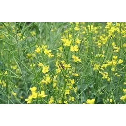 Сріблястий 1