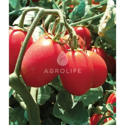 6 punto 7 F1 / 6 пунто 7 F1