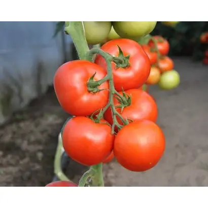 Abellus F1 / Абелюс F1