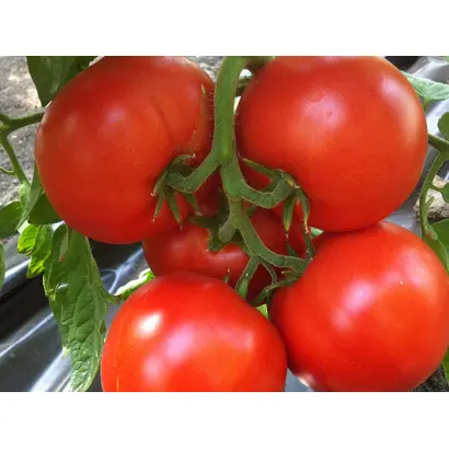 Agilis / Агіліс