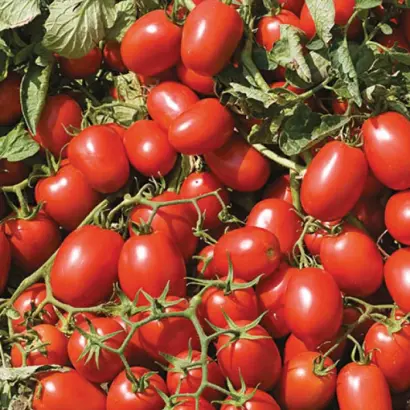 Advance / Адванс