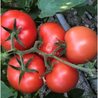 Alasia / Алазія