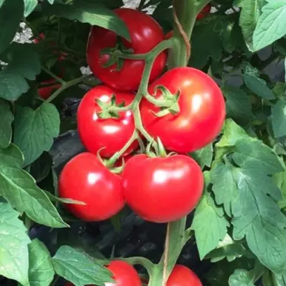 Alamina / Аламіна