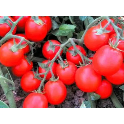 Albarossа / Албаросса