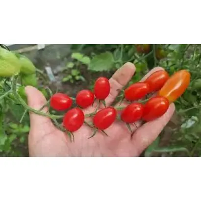 ANGELLE / АНГЕЛЛЕ