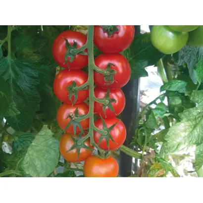 Annaisa / Аннаіса