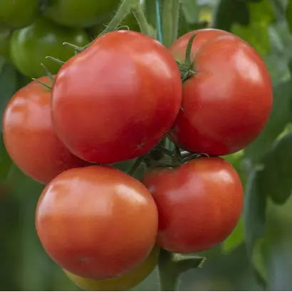 Annenfeld / Анненфельд