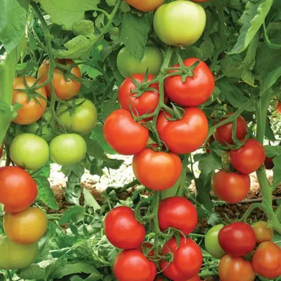 Antalya F1 / Анталія F1