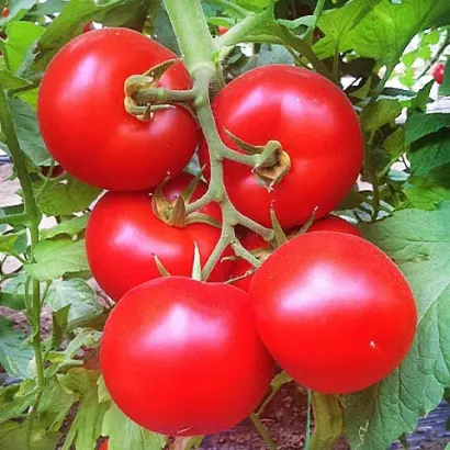 ANTELAISI / АНТЕЛАІСІ