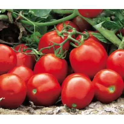 Upgrade / Апгрейд