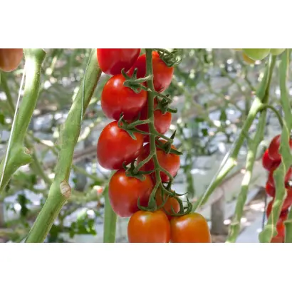 Ardiles / Арділес