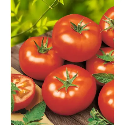 Armaro / Армаро