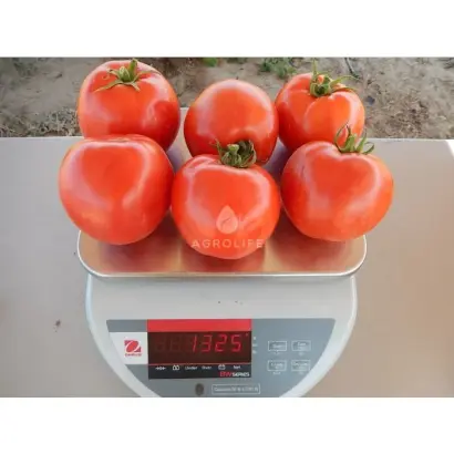 Arnold F1 / Арнольд F1