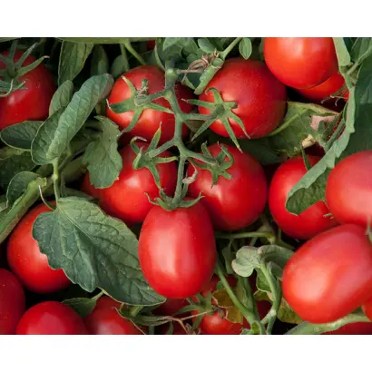 Asterix F1 / Астерікс F1