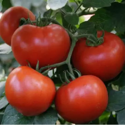 Bagira F1 / Багіра F1