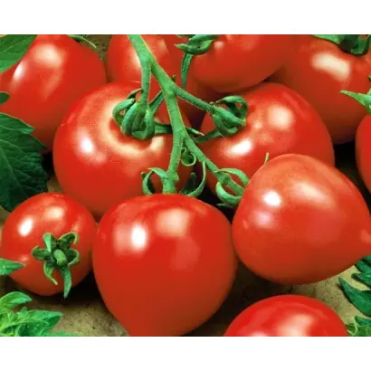 Bazylevs / Базилевс