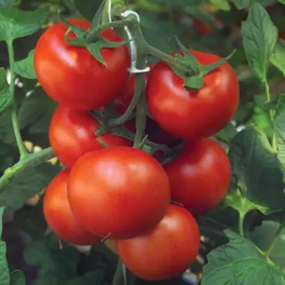 Barbados F1 / Барбадос F1