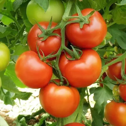 Barito / Баріто