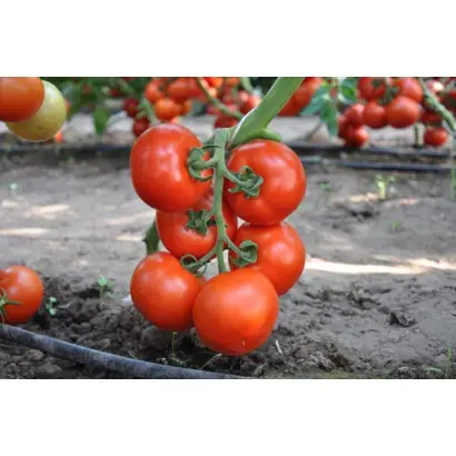 Bellavasa F1 / Беллавіза F1