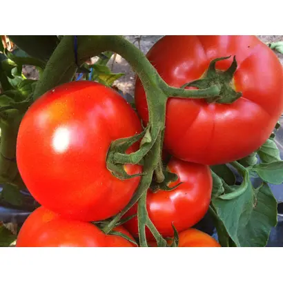 Bellfort / Беллфорт