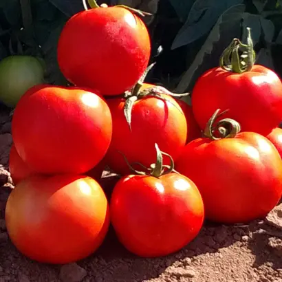 Behram / Бехрам