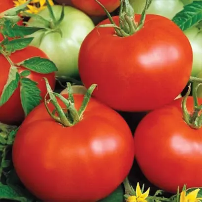 Bobcat F1 / Бобкат F1