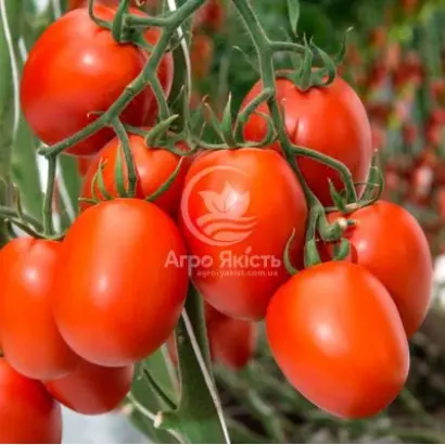 BACALAR / БАКАЛАР