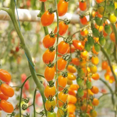 BAMANO / БАМАНО