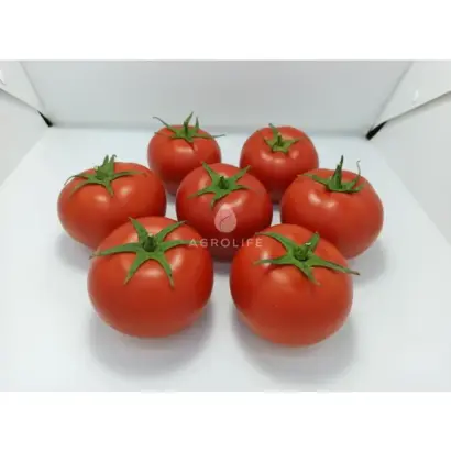 Banderas / Бандерас