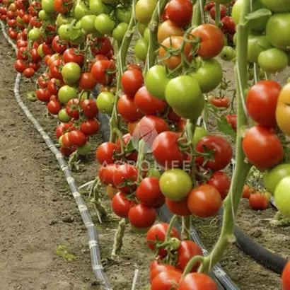 BARIBINE / БАРІБІН