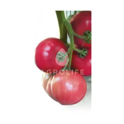 Batler KS / Батлер КС