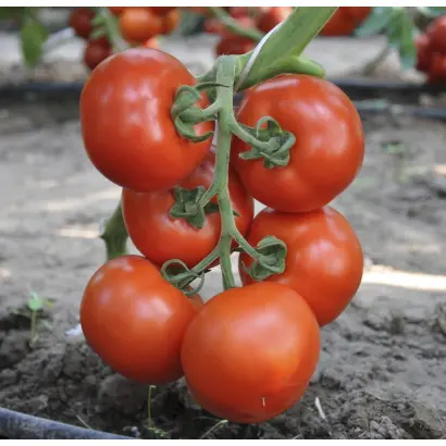 Bellariva / Белларіва