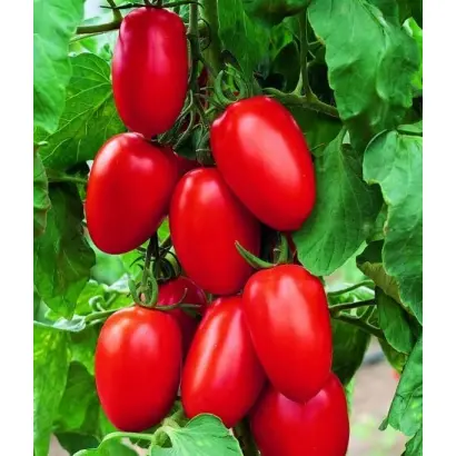 Benito F1 / Беніто F1