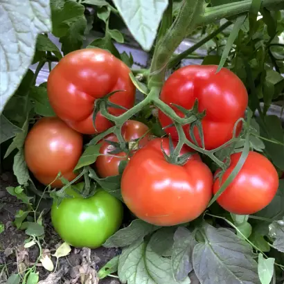 Besuto / Бесуто