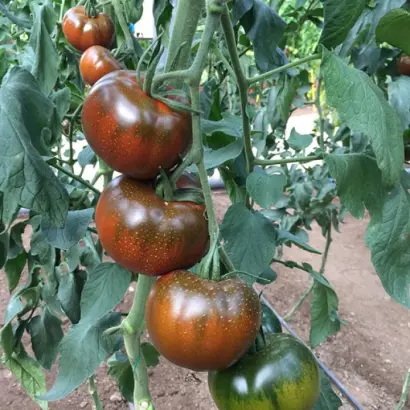 Big Sasher / Біг Сашер