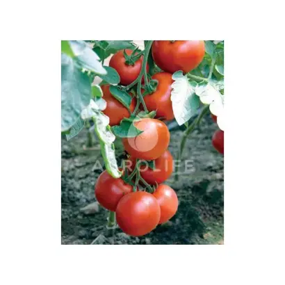 Boderin F1 / Бодерін F1