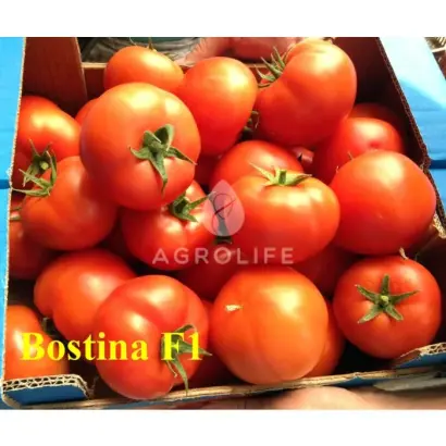 Bostina F1 / Бостіна F1