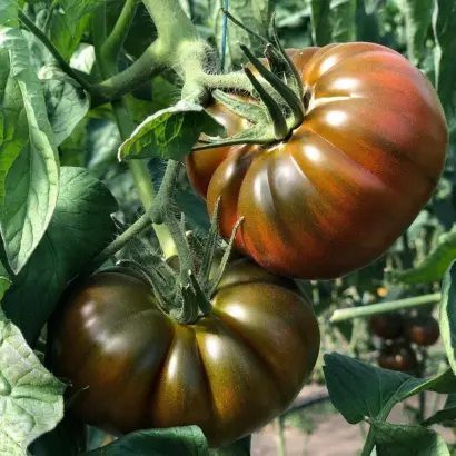 Brown koy / Браун Кой