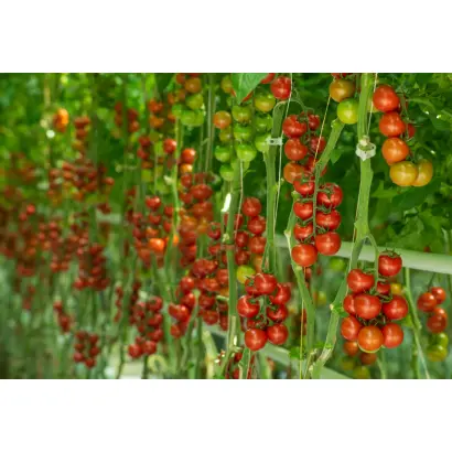 Brioso / Бріозо