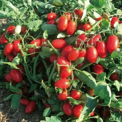 Briscolino / Брісколіно